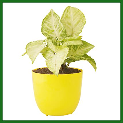 Syngonium Plant