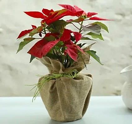 Flowering Plants