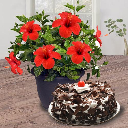 Hibiscus Plant with Cake