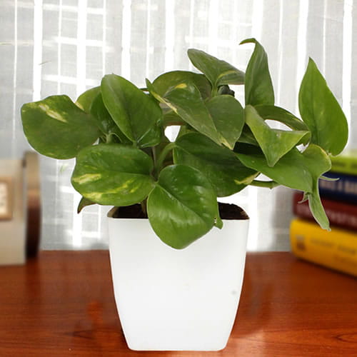 Money Plant In White Pot
