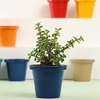 Beautiful Jade Plant