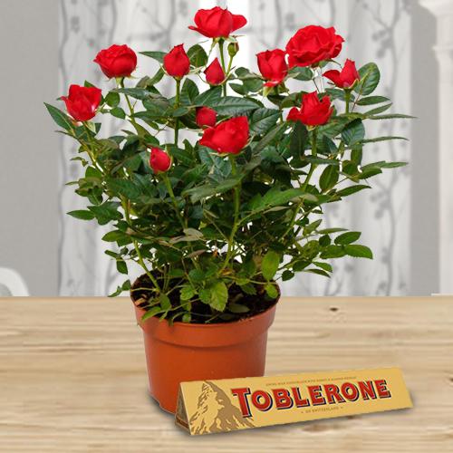 Red Rose Planter with Chocolate