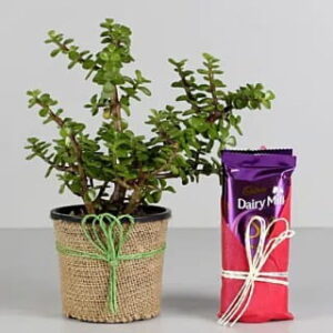 Jade Plant & Dairy Milk Silk Chocolates
