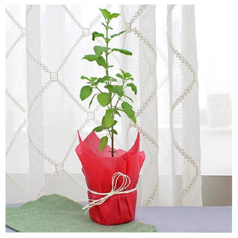 New Tulsi Plant