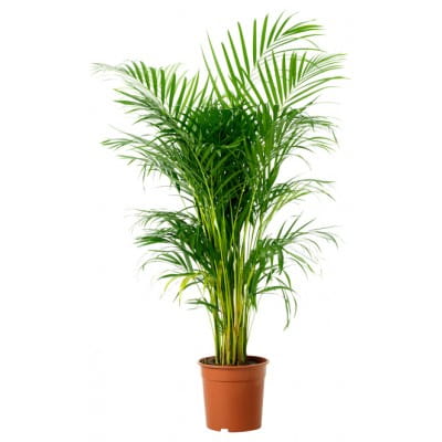 Areca Palms