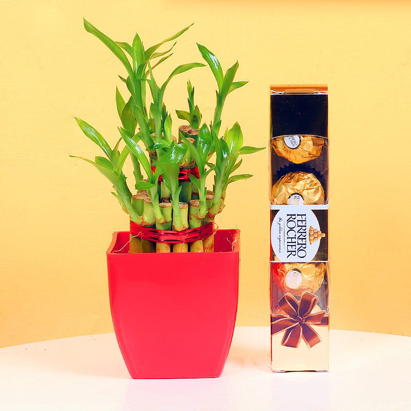 Lucky bamboo plant with Ferrero Rocher