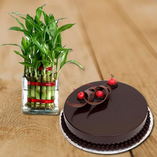 Truffle Cake N Three Layer Bamboo plant