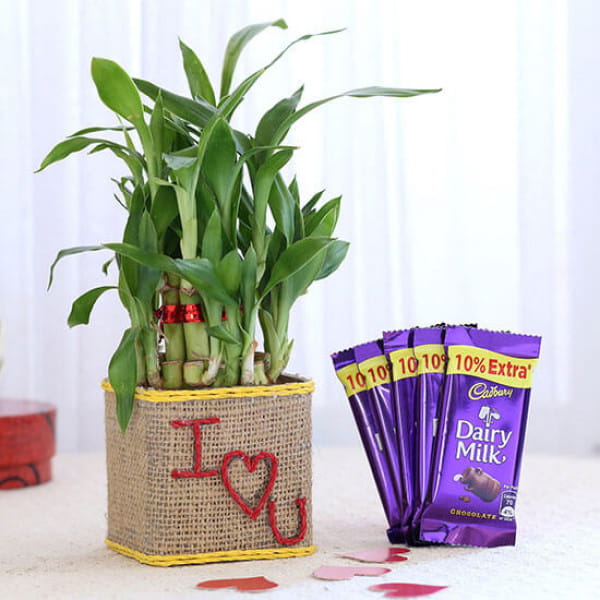 Love Combo Of Plant & Chocolates