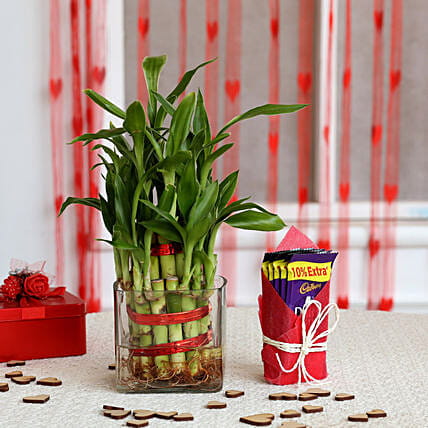 Cadbury Dairy Milk N Bamboo Plant