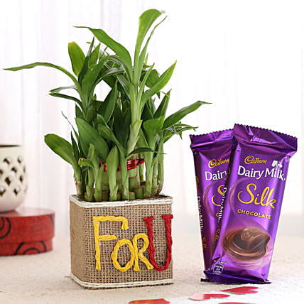 Dairy Milk Silk Chocolates N Bamboo Plant