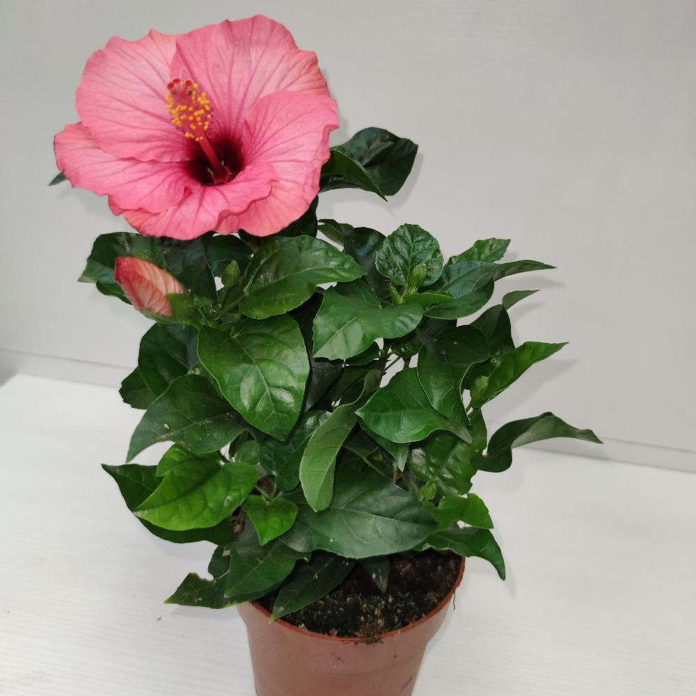 Hibiscus Pink Color Flowering Plant