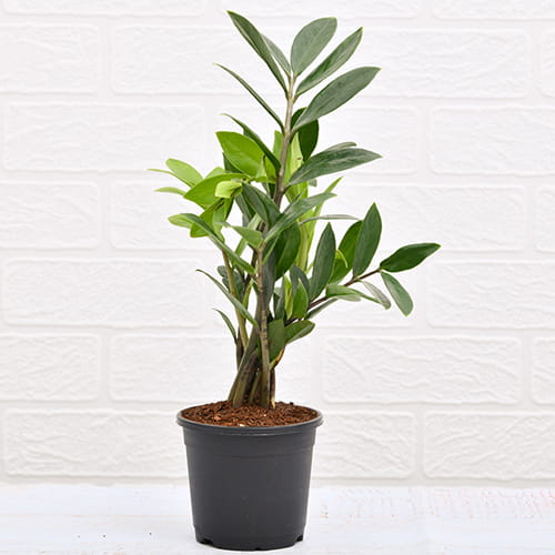 Zamioculcas Zamiifolia Plant