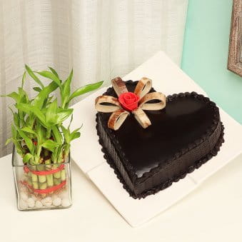 Chocolate cake N Bamboo plant