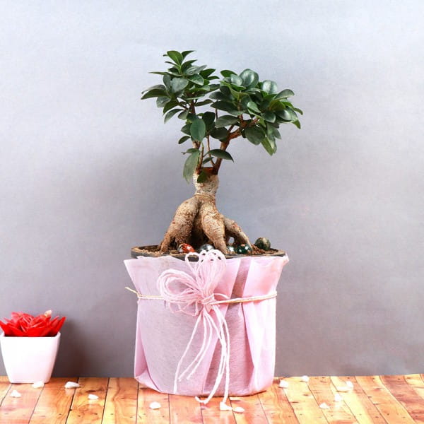 Potted Ficus Bonsai Plant