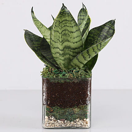 Sanseaveria Green Plant