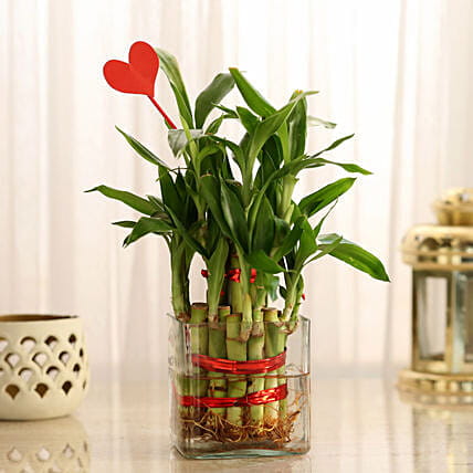 lucky bamboo plant with Heart Shape Tag