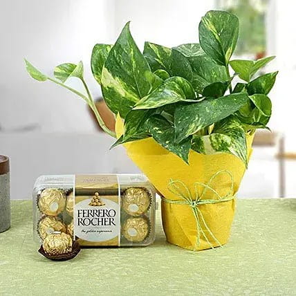 Money Plant N Ferrero Rocher