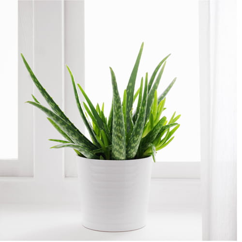 Beauty Of Aloe Vera Plant