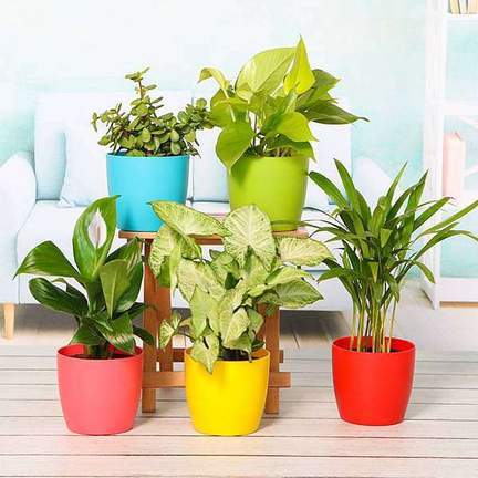 Air Purifying Plant