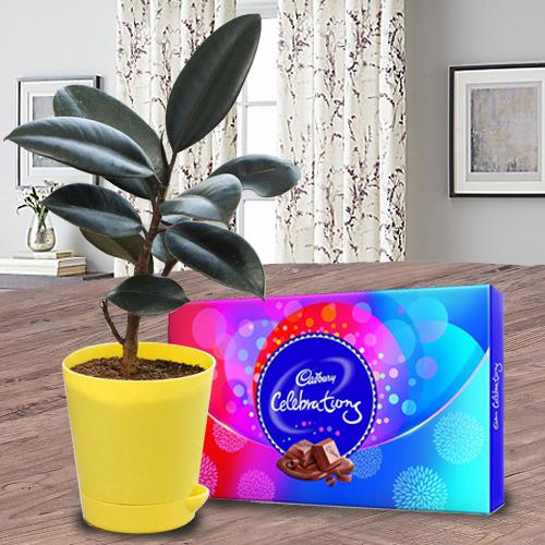 Celebration with rubber plant