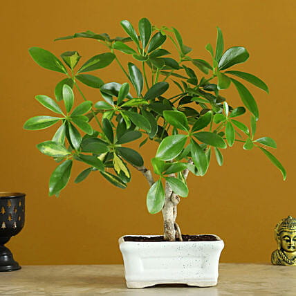 Ficus Bonsai Plants