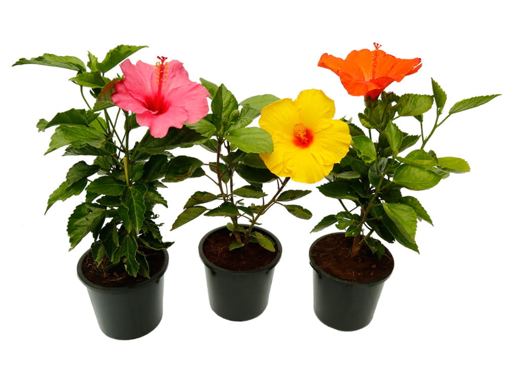 Set of 3 Hibiscus Plants