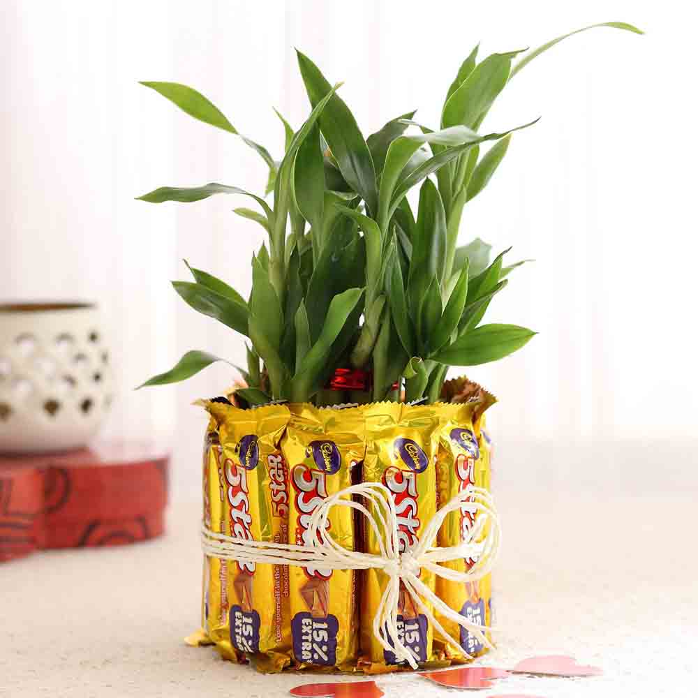 Lucky Bamboo with Five Star Chocolates