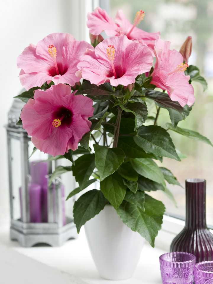 Flowering Plants For Home