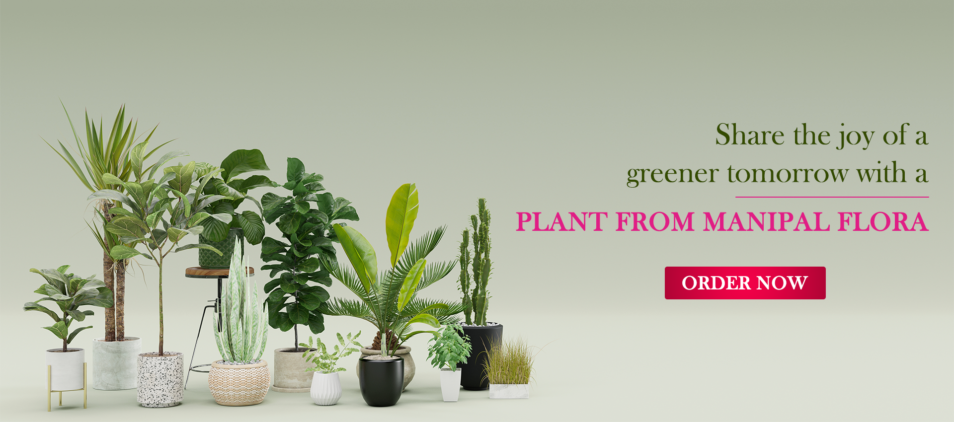 plant-from-Manipal-Flora (1)